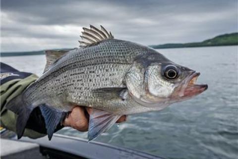 Tips for Catching White Bass