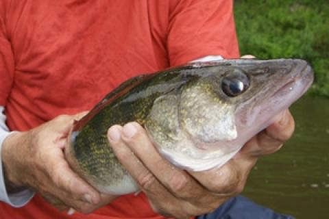 Drop Shot Rigs for River Walleyes