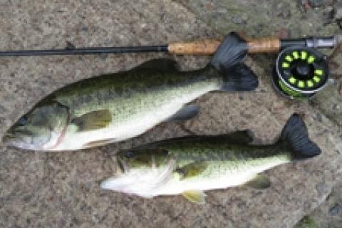 News & Tips: Bass Bugs and Bucketmouths