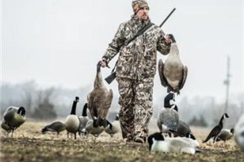 Goose hunting discount canada