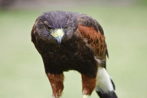 News & Tips: Falconry 101