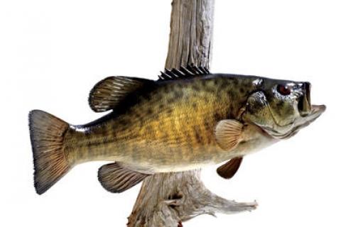 News & Tips: How to Get a Great Replica of Your Trophy Fish...