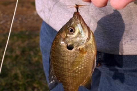 News & Tips: Learning to Fish? Bluegill Fishing is Great for a Beginner Angler...