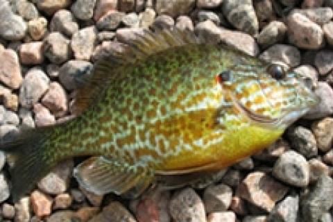 Panfish on the Fly