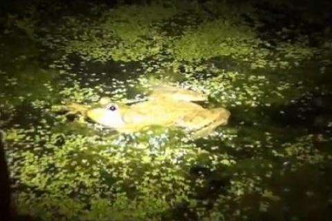 Frog Gigging: Hunting Bullfrogs During Summer (video)