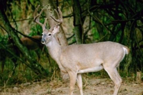 Sampling technique for adult deer antlers: the antler bone was cut