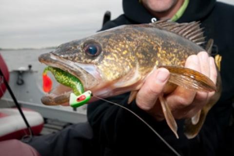 Walleye Fishing with Minnows - How To Hook and Jig Live Bait 