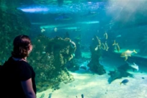 News & Tips: Aquarium Insights