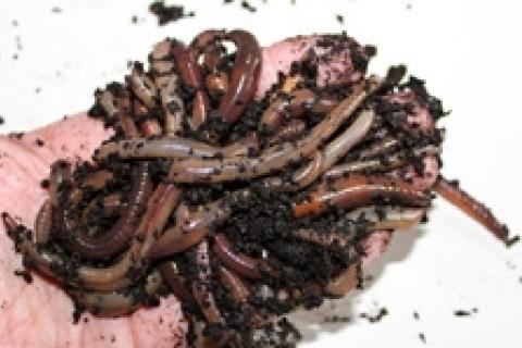 News & Tips: Become a Worm Picker