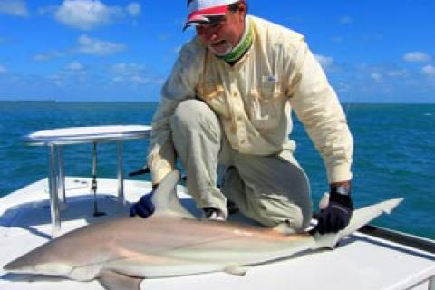 What You Need to Know About Flats Fishing for Sharks