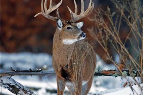 News & Tips: Hunting Deer Late in The Season