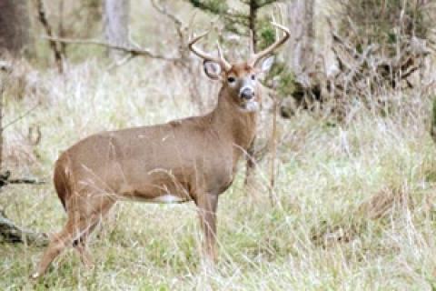 News & Tips: How to Control Buck Fever