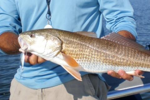 News & Tips: Travel Blog: Sarasota Redfish Reprise