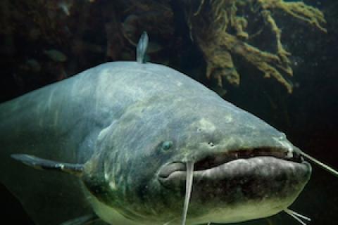 Catching Shad At Night (and Carp) For Catfish Bait [Quick Tip]