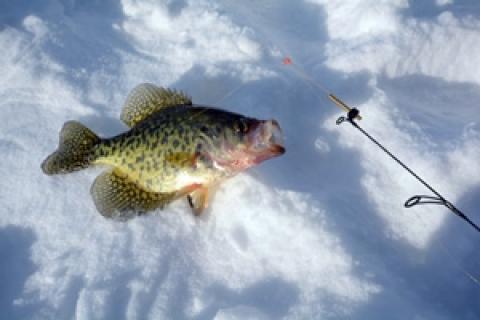 A Tale of Two Crappie Bites
