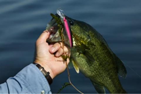 Kayak Angler Lands Two Bass on Same Cast Using a Bird Lure - Wide Open  Spaces