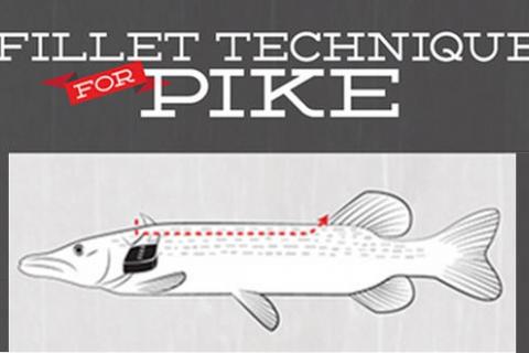 News & Tips: How to Cut 5 Boneless Fillets: Northern Pike & Chain Pickerel  (infographic)...