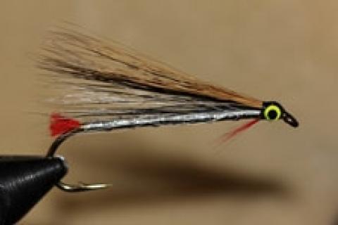 News & Tips: Tying the Black Nose Dace