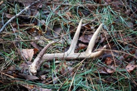 News & Tips: Shed Hunting: A Treasure Hunt