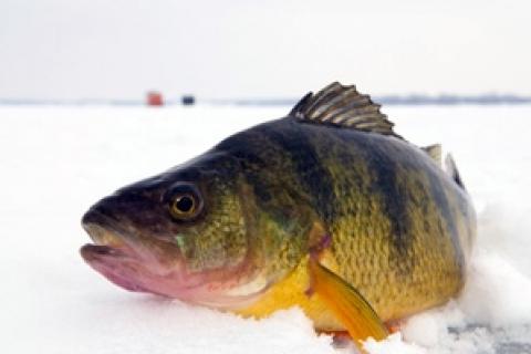 News & Tips: Three Soft-Bait Profiles for Winter Perch...