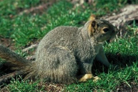 News & Tips: Manage Your Land for More Squirrels