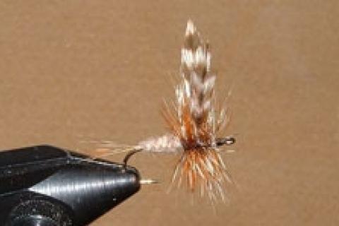 News & Tips: 13 Steps to Tying the Adams Dry Fly