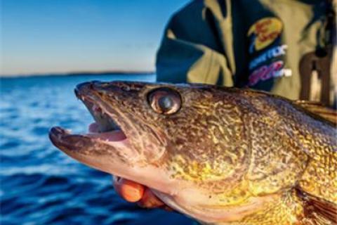 News & Tips: Fall Walleye Fishing Tips