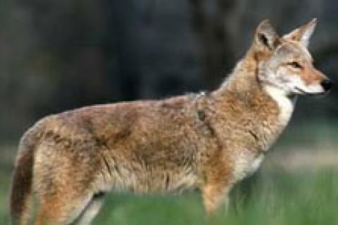 News & Tips: Coyote Hunting Basics