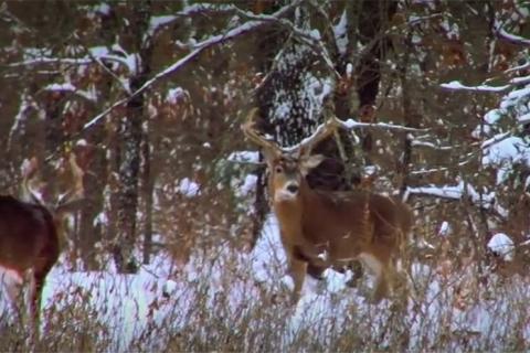 News & Tips: Deer Hunting: Changes for the Season  (video)...
