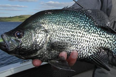 Early-Season Crappie Tactics - Game & Fish