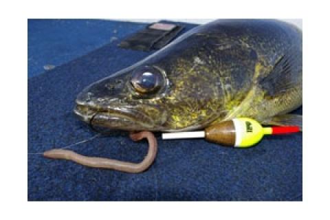 slip bobber – Target Walleye