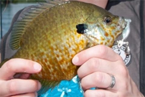 News & Tips: Pitching Weeds for Panfish