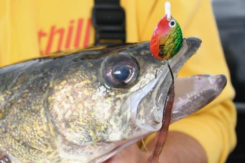 Angler holding walleye with snelled fishing spinners and nightcrawler hooked in its mouth