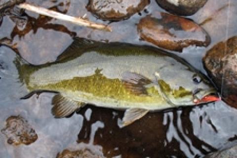 Crushing Creek Smallmouth with the Nikko Craws (The Fall Bite is in