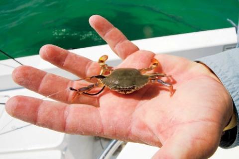 Cast an Artificial Crab for Saltwater Success