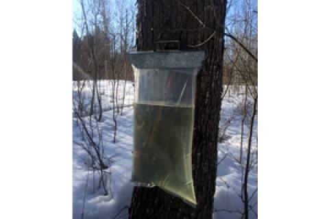 News & Tips: Tips for Tapping Trees for Maple Syrup...