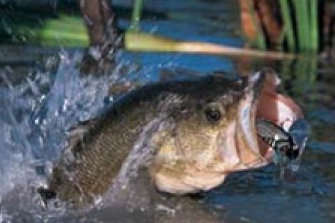 How to Fish the Slop for Big Bass 