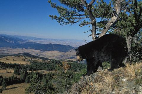 Bear: Copyright Denver Bryan/ Images On The Wildside 2016...