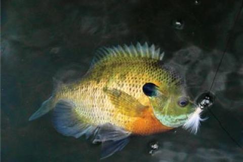 Watch These Bluegill Imitators Catch Big Bass! Video on