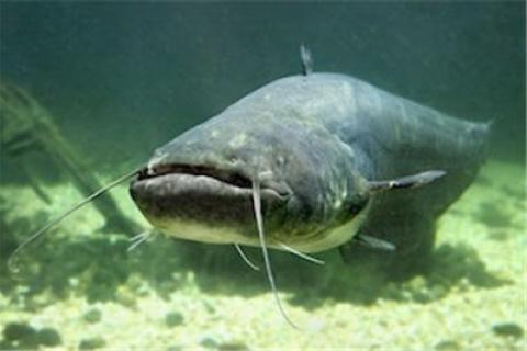 How to Catch Catfish: Noodling Tips