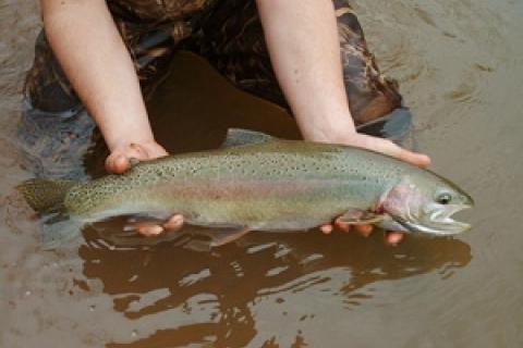 Dead Drift Fly Bucking Trout