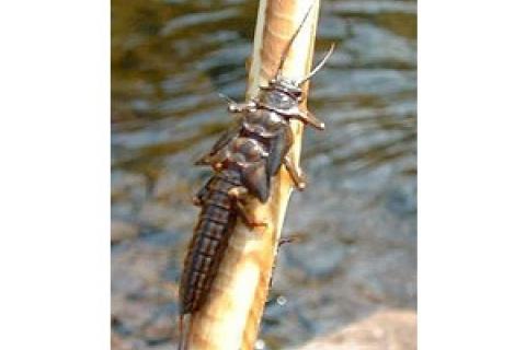 News & Tips: Sticks and Stones: Fly Fishing Stoneflies for Spring Trout...