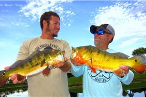 Travel Blog South Florida: Live Bait Methods Fishing Captains Use for  Peacock Bass