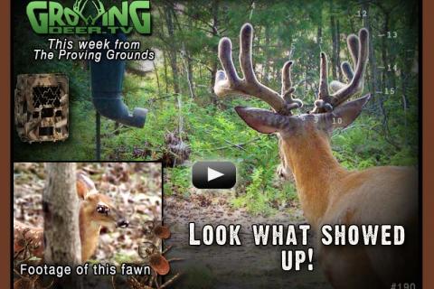 News & Tips: A Big New Buck Shows Up on Our Cameras...