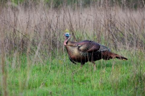 News & Tips: Lessons Learned From a Turkey Who Lived to Gobble Another Day...