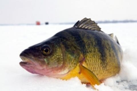 News & Tips: Fishing Flats for Winter Perch