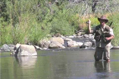 News & Tips: Fishing Redband Trout on the Bruneau River in Nevada...