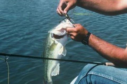 How to Catch Pond Bass on a Fly Rod