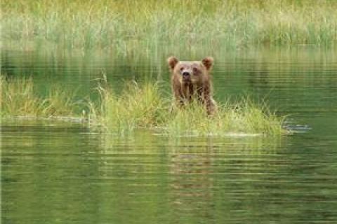 Bear Backstrap, what a Treat!