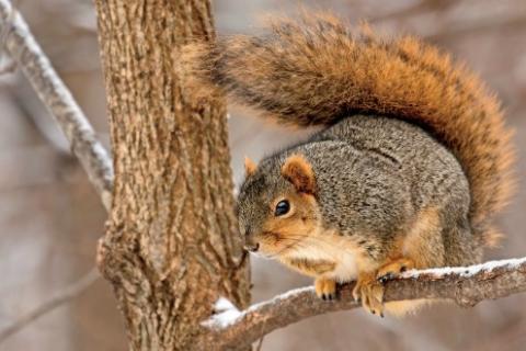 News & Tips: Solve Squirrel Frustrations with Sawmill Gravy (Hunting Tactics & Recipe)...